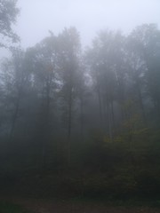 Fototapeta premium Schwarzwald im Nebel