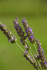 lavender blossoms macro shot in early spring, violet lavender flowers in garden