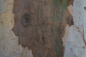 Textura madera