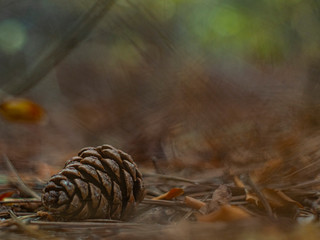 pine cone in autumn foliage in the forest with a beautiful blurred background