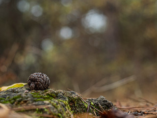 pine cone on a stone covered with moss in the forest with a beautiful blurred background