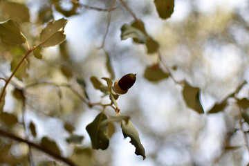 Acorns hidden among the oak leaves