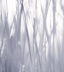 Obraz premium abstract shadow of grass on white background