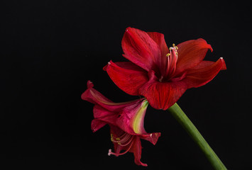 Two Red Amaryllis isolated on black background