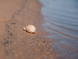 Seashell on the sandy shore. Bokeh. Beach