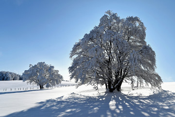 Aubrac - hiver