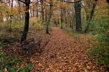 Autumn trees in the park and path