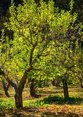 Beautifully backlit apple trees in autumn with some gold leaves on the ground in Oak Glen, California.