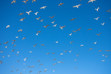 Flying Seagulls