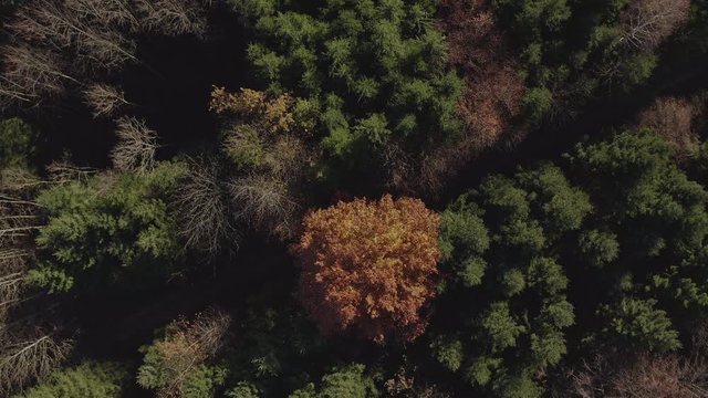 Leicht schwingende Baumkronen im herbstlichen Wald