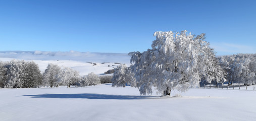 Aubrac - hiver