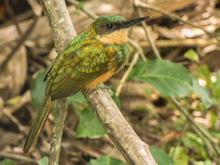 Rufous-tailed Jacamar (Galbula ruficauda)