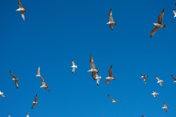 Flying Seagulls
