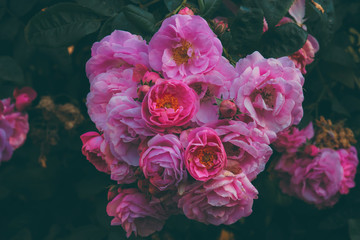 Obraz premium Close up rose flower in vintage and matte color with blur background.