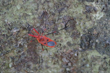 crab on rock