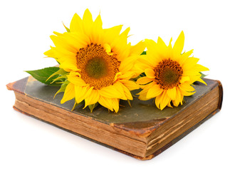 Group of yellow bright beautiful sunflower flowers on a book.