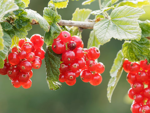 Gros plan sur grappes de petites baies en cours de maturation du groseillier &agrave; grappes (Ribes rubrum)