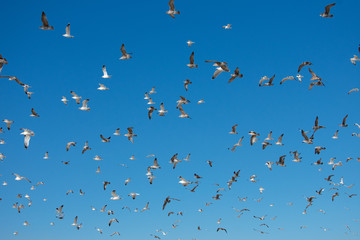Flying Seagulls
