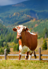 Brown cow with a white pattern on a mountain pasture. Sunny autumn morning in the Carpathians