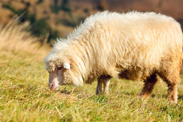 Obraz premium A white sheep on a mountain pasture. Sunny autumn day