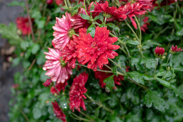 Bright red thick chrysanthemums after rain in the late autumn