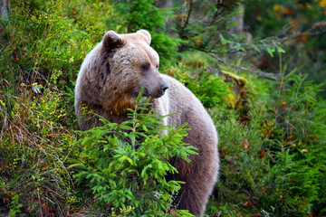 European brown bear in the autumn forest. Big brown bear in forest.