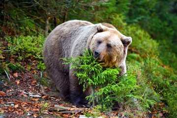 European brown bear in the autumn forest. Big brown bear in forest.