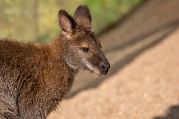 Kangaroo baby in Sonne sitzend