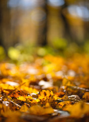 Colorful foliage on the ground in a beautiful autumn forest