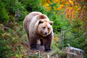 Fototapeta na wymiar European brown bear in the autumn forest. Big brown bear in forest.