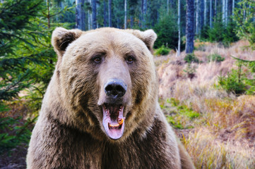Brown bear portrait. Big brown bear in autumn forest.