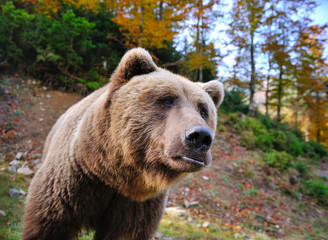 Brown bear portrait. Big brown bear in autumn forest.