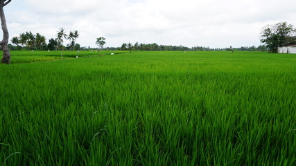 Obraz na płótnie Canvas Rice field near Ubud, Bali