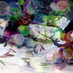 Pesciolini di Natale nell'acquario multi colorato © Franxuc