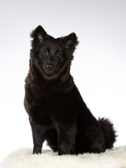 Cute puppy dog isolated on white. Black pup on white background.