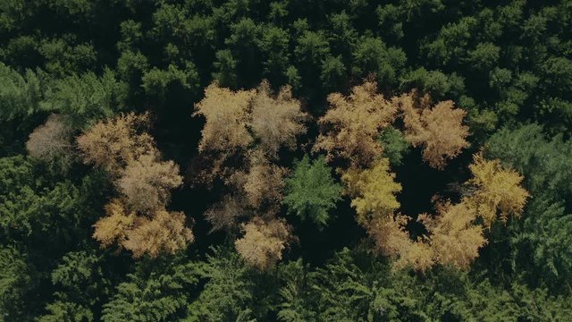 Im Wald mit der Drohne, Langsamer Flug nach oben