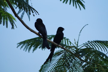 bird on palm tree