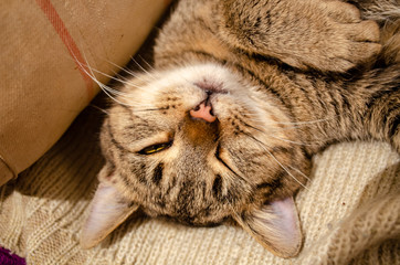 Pretty kitten sleeping on the bed