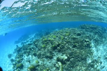 Fototapeta na wymiar Beautiful underwater scene with clear water