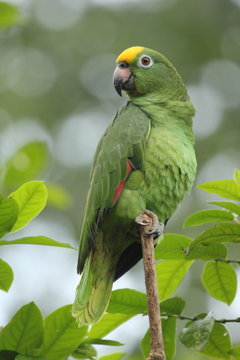 The yellow-crowned amazon or yellow-crowned parrot (Amazona ochrocephala) is a species of parrot native to tropical South America and Panama