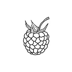 One raspberry berry close-up. Monochrome illustration on a white background. Isolated object.