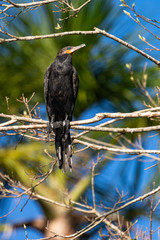 Neotropic cormorant - olivaceous cormorant (Phalacrocorax brasilianus) perched on a tree.