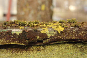 moss