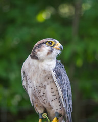 Close up shot of a beautiful young falcon