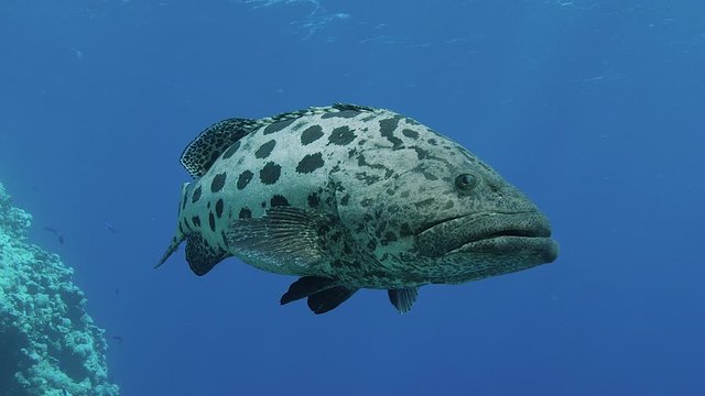 CU with Massive Potato Cod / Bass at world famous Cod Hole, Great Barrier Reef, Australia. Shot with RED Camera. Slow Motion.
