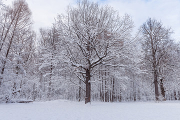 Fototapeta na wymiar Tree in the snow in the winter forest. Snowy weather.