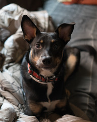 Close up of intrigued dog with ears up