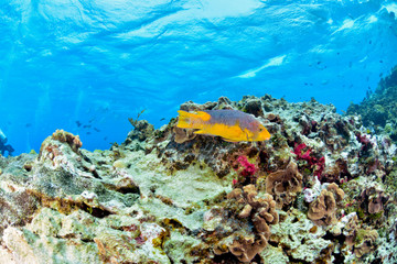 Yellow fish in San Andres © puntel