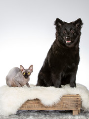 Hairless cat and a dog together side by side, image taken in a studio with white background. 