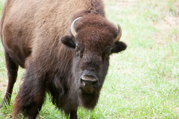 Buffalo in a field of grass